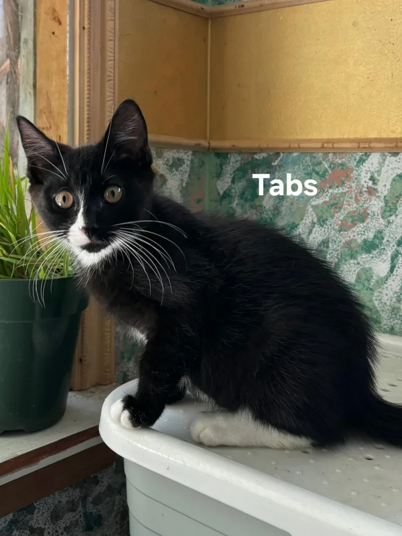 Tabs thumbnail 2
