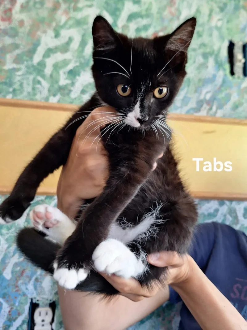 Tabs thumbnail 4