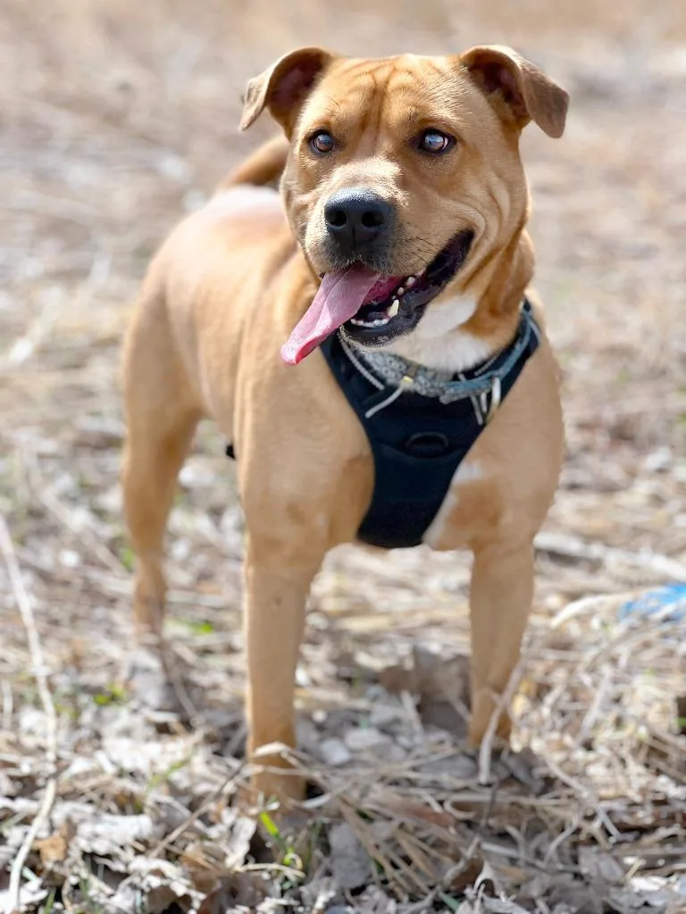A young medium-sized male Mixed Breed dog named Bradley for adoption in Savage, MN