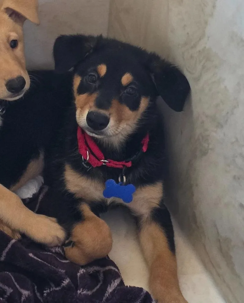 A baby medium-sized female Doberman Pinscher dog named Letoya for adoption in Columbia, IL