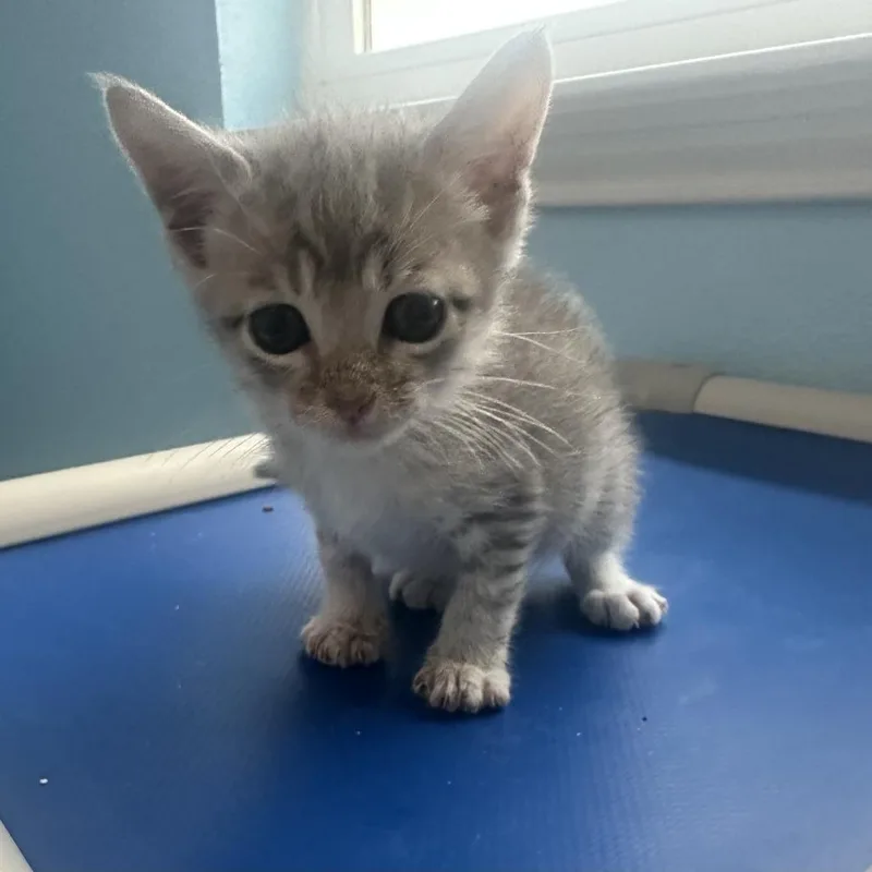 A baby small-sized male Gray / Blue / Silver Domestic Short Hair cat named Nikolai for adoption in Austin, TX