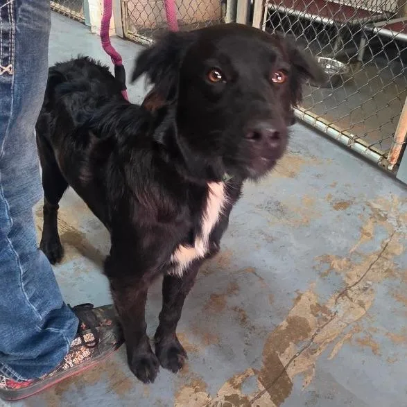 An adult medium-sized male Black Mixed Breed dog named Andy for adoption in Duncan, OK