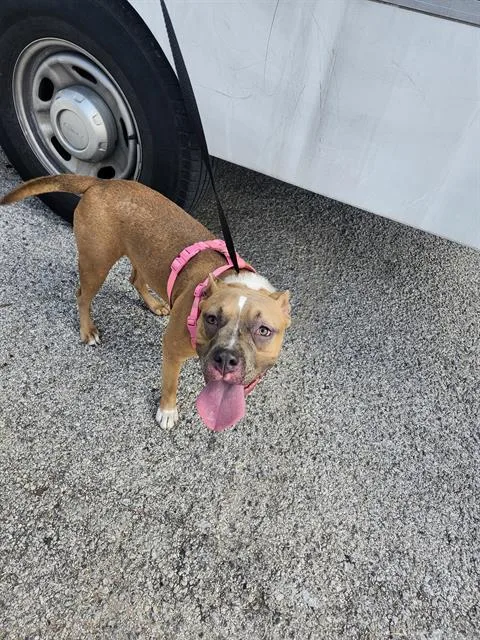 A young large-sized female American Staffordshire Terrier dog named Biscuit for adoption in San Antonio, TX