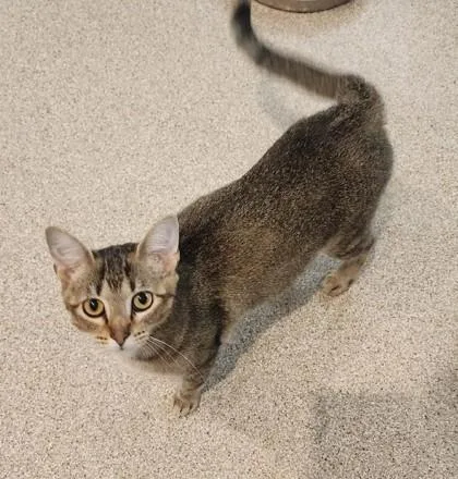 An adult medium-sized female Tabby (Brown / Chocolate) Domestic Short Hair cat named Whitney for adoption in Fairfield, IA