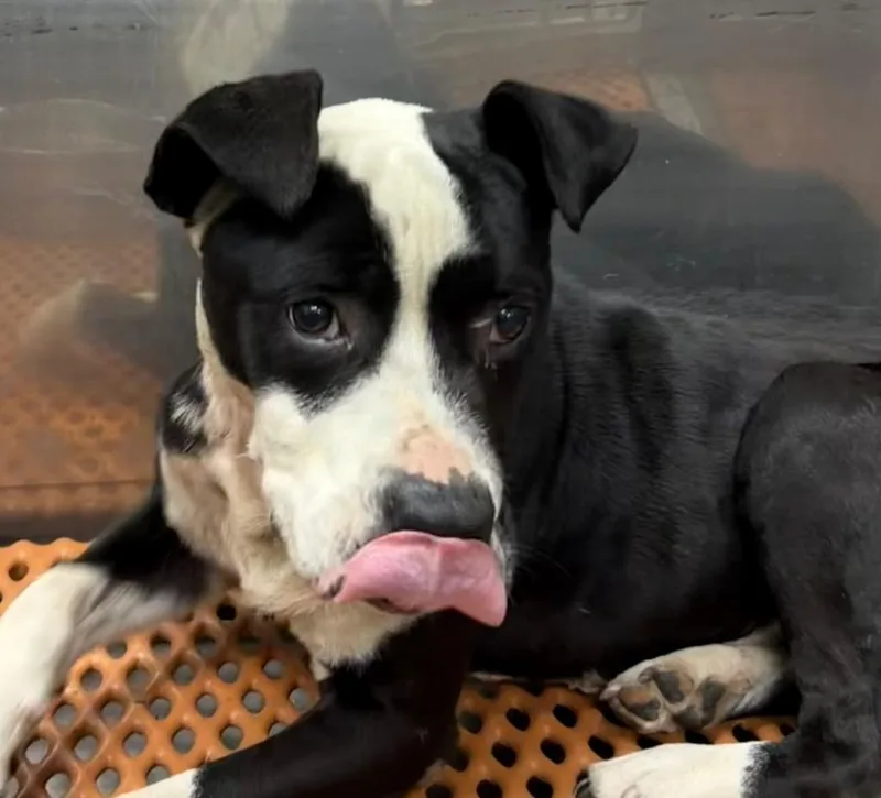 A young medium-sized male Mixed Breed dog named Stevie for adoption in Henderson, NC