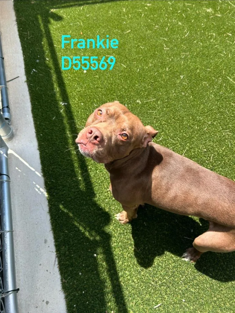 Frankie