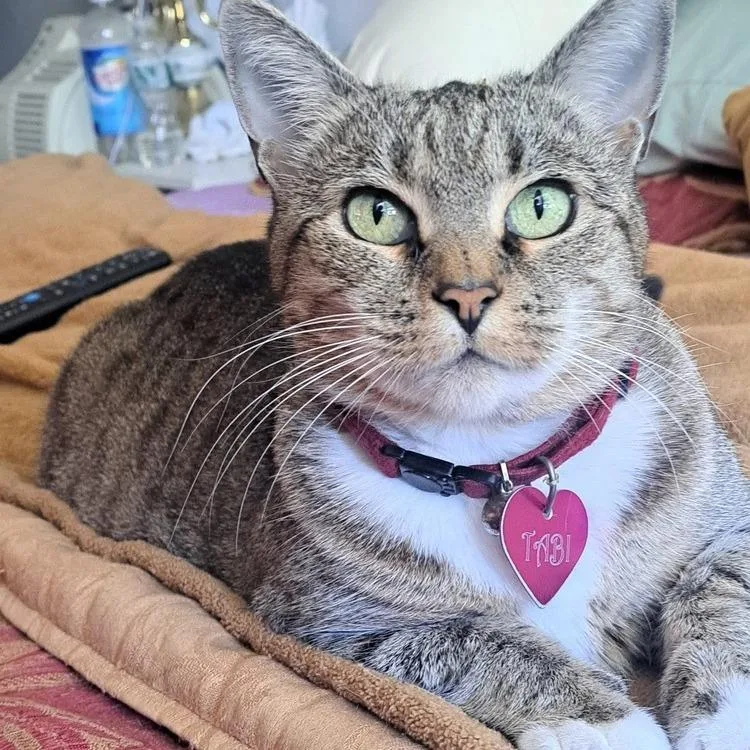A senior small-sized female Brown / Chocolate Domestic Short Hair cat named Tabi for adoption in Long Island City, NY