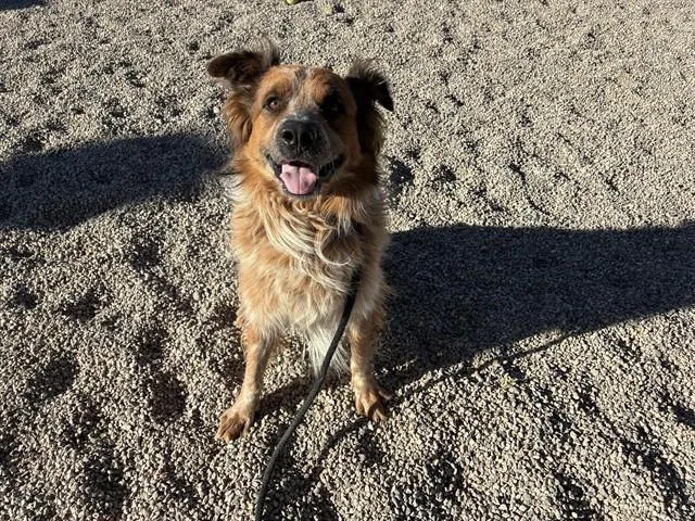 A young medium-sized male Australian Shepherd dog named Tedo for adoption in Mesa, AZ