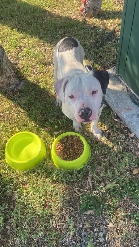 An adult medium-sized male Pit Bull Terrier dog named Brisket for adoption in Manhattan Beach, CA