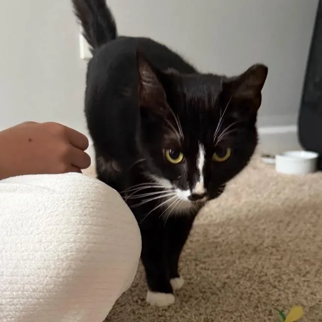 An adult medium-sized female Black Domestic Short Hair cat named Delilah for adoption in Franklin, TN