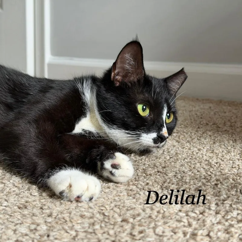 Delilah thumbnail 3