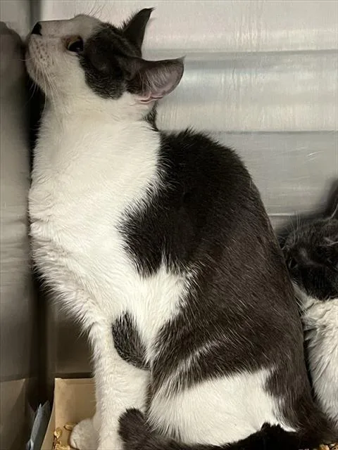 An adult large-sized male Gray / Blue / Silver Domestic Short Hair cat named Lazio for adoption in Tavares, FL