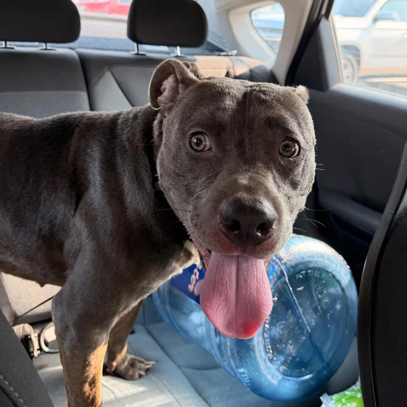 An adult large-sized male Gray / Blue / Silver Pit Bull Terrier dog named Apollo for adoption in Indianapolis, IN