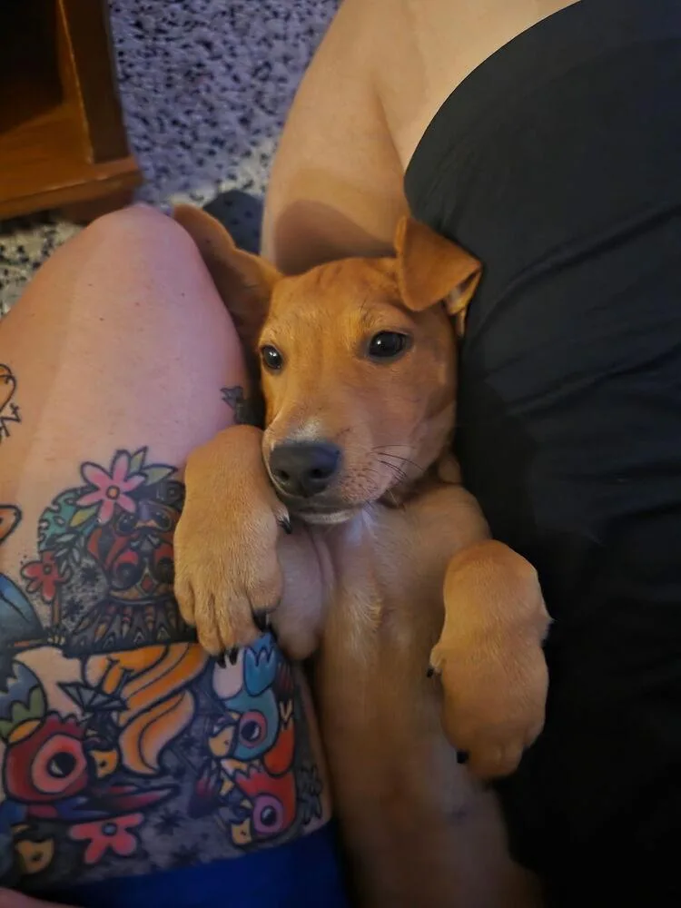 Berttie thumbnail 2