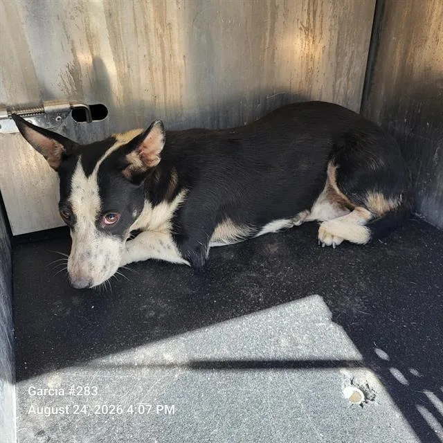 A young small-sized female Hound dog named Bonnie for adoption in San Antonio, TX