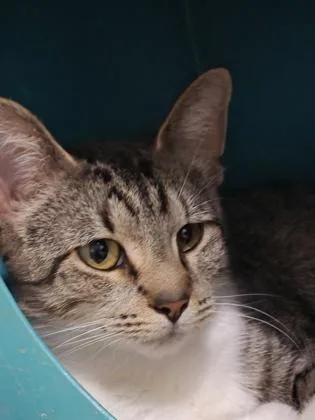 A young medium-sized female Domestic Short Hair cat named Stacy for adoption in Verona, WI