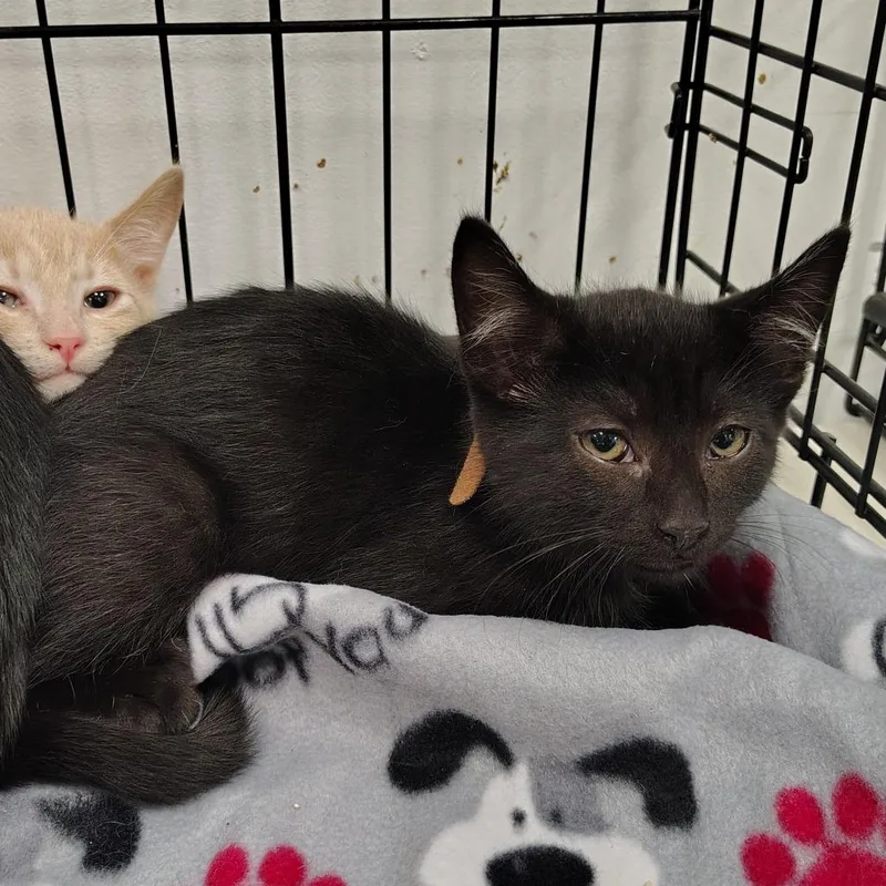 A baby small-sized male Domestic Short Hair cat named Mud for adoption in Coos Bay, OR