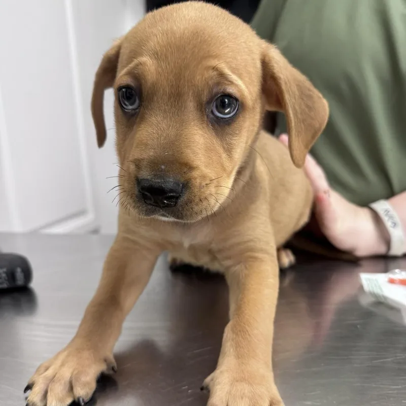 A baby medium-sized male Brown / Chocolate Mixed Breed dog named Lemon Drop for adoption in Freeport, FL