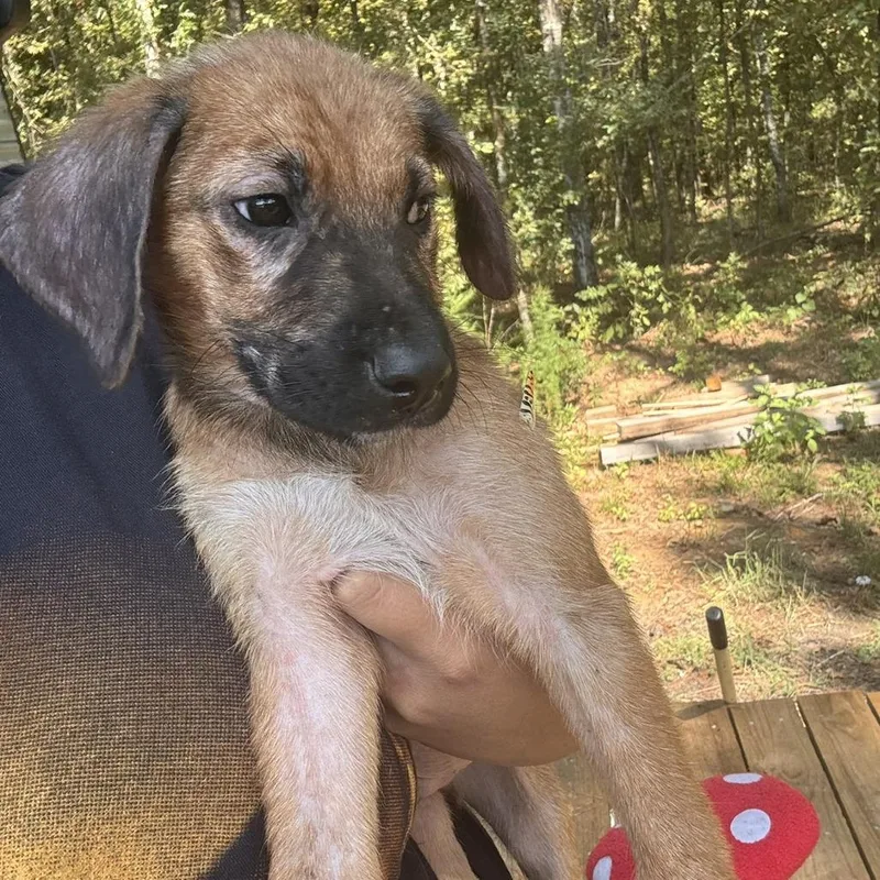 A baby small-sized female Australian Cattle Dog / Blue Heeler dog named Brass for adoption in Lake Jackson, TX