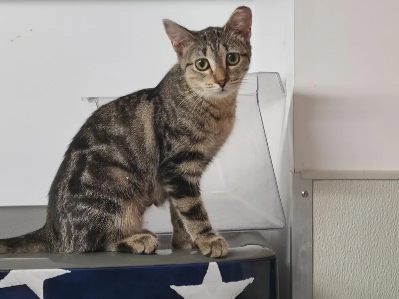 An adult medium-sized female Domestic Short Hair cat named Quasar for adoption in Brighton, MI
