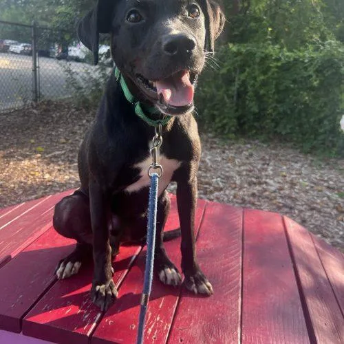 A young medium-sized male Bicolor Mixed Breed dog named Wheaties for adoption in Toms River, NJ