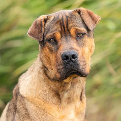 A young large-sized male Shar-Pei dog named Grizzly for adoption in Camarillo, CA