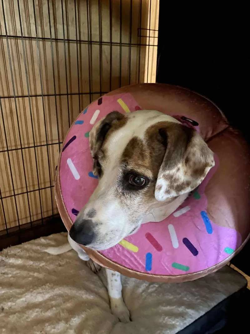 Princess thumbnail 4