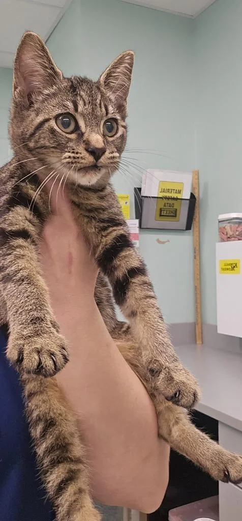 A baby small-sized female Domestic Short Hair cat named Lucy for adoption in Athens, TN