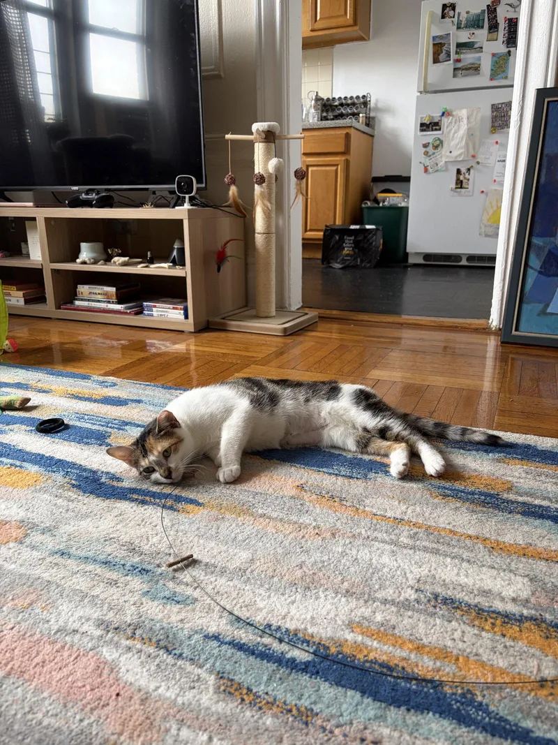 An adult medium-sized female Domestic Short Hair cat named Margo for adoption in Brooklyn, NY