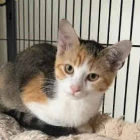 A baby small-sized female Torbie Domestic Short Hair cat named Rosie for adoption in Coralville, IA