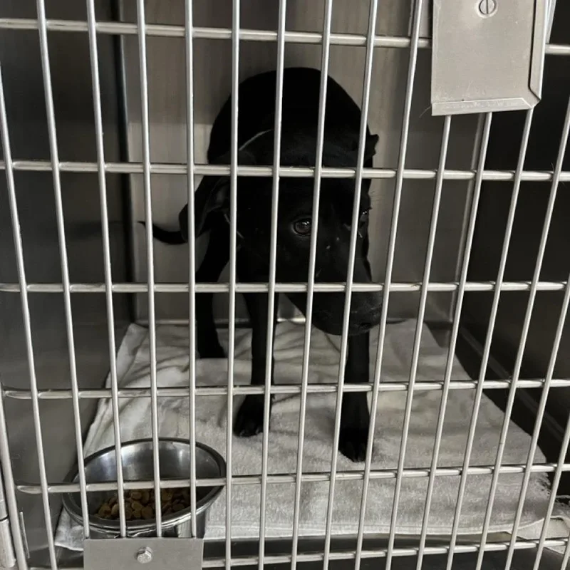 A young medium-sized female Black Labrador Retriever dog named Millie for adoption in Northbrook, IL