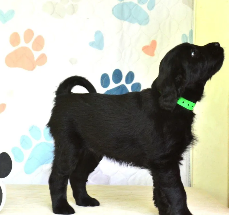 A baby medium-sized male Black Spaniel dog named Johnny for adoption in Willingboro, NJ