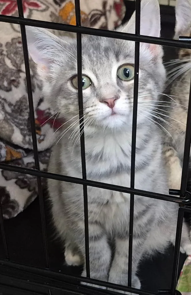 A baby medium-sized female Domestic Short Hair cat named Meredith for adoption in Pittsboro, NC