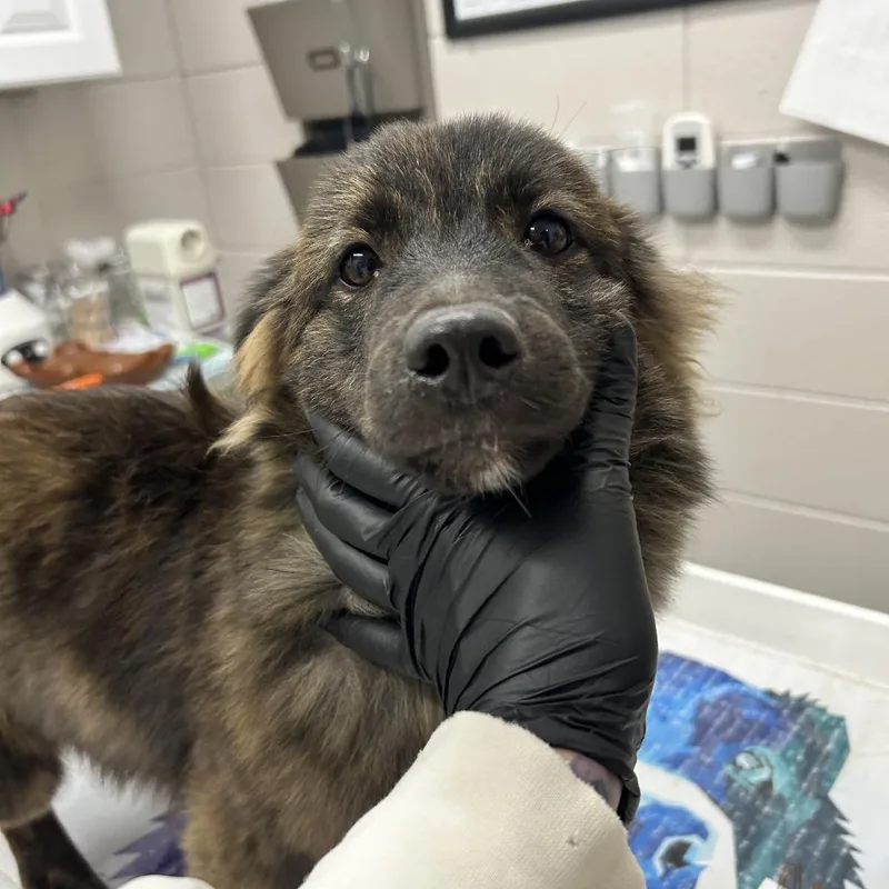 A baby medium-sized male Black Mixed Breed dog named Lowrider for adoption in Huntsville, AL