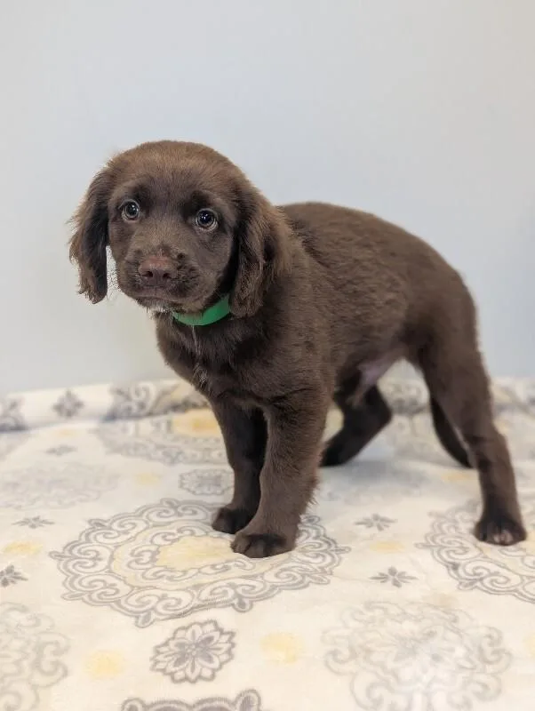 A baby small-sized male Brown / Chocolate Boykin Spaniel dog named Dodge for adoption in Aiken, SC