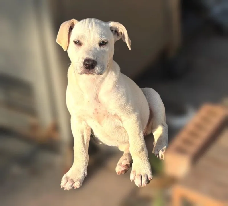 A baby medium-sized female Labrador Retriever dog named Yang for adoption in Houston, TX