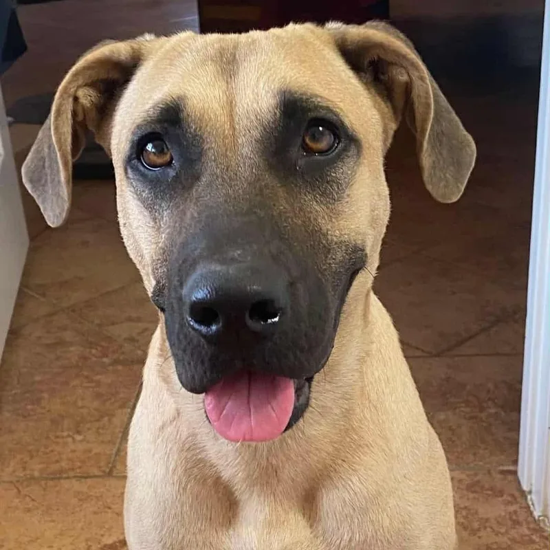 An adult medium-sized female Black Black Mouth Cur dog named Gin for adoption in Oak Point, TX