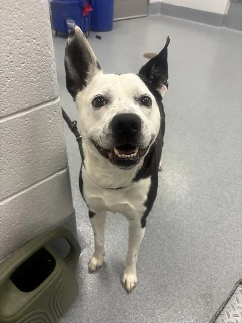 An adult large-sized male Pit Bull Terrier dog named Tucker for adoption in Indianapolis, IN