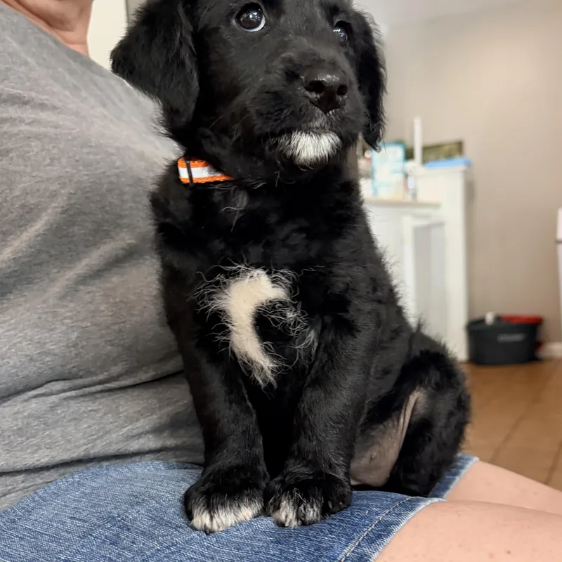 A baby medium-sized female Shih Tzu dog named Billie Jo for adoption in Hillsborough, NJ