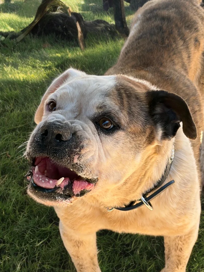 An adult large-sized male White / Cream American Bulldog dog named Duke for adoption in Kingman, AZ