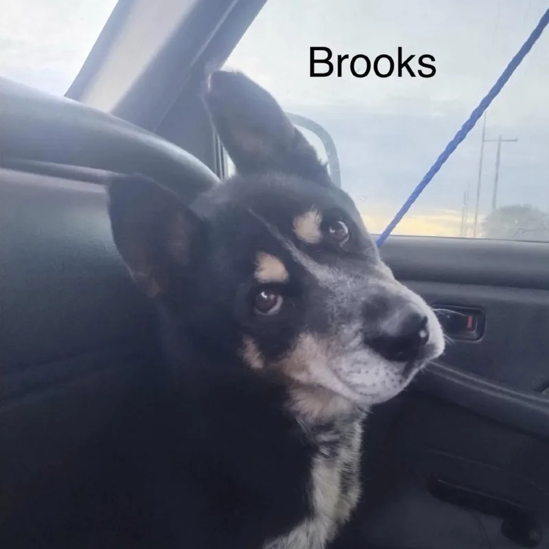 Brooks