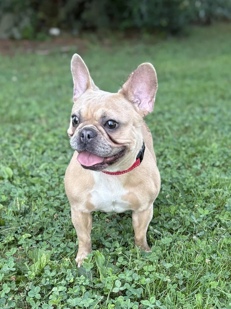 A young medium-sized female French Bulldog dog named Sally for adoption in Spring Lake, NJ