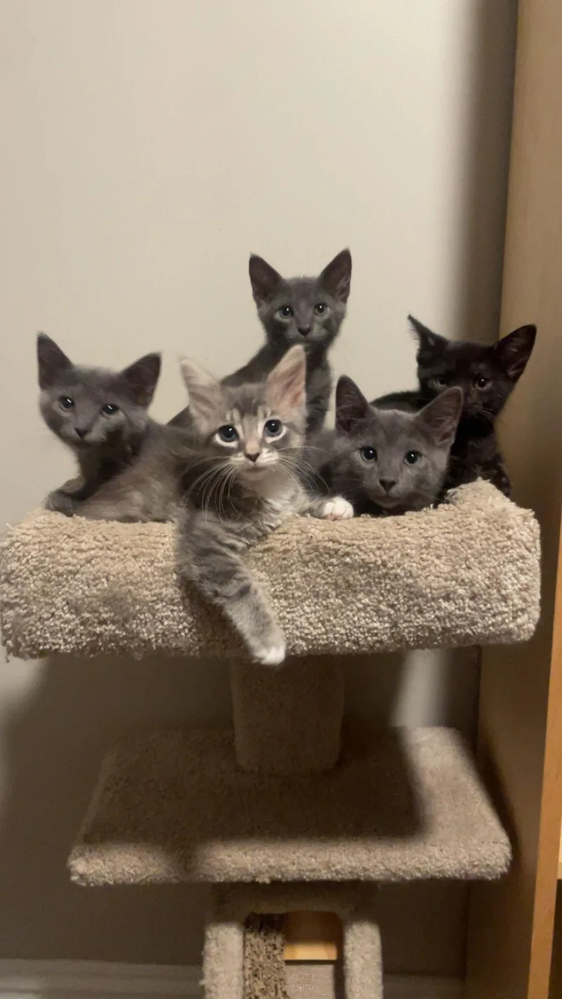 Lil Black thumbnail 2