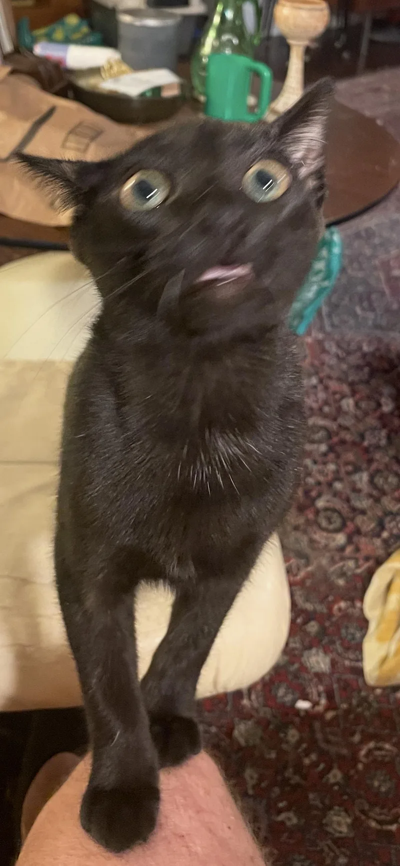 Lil Black thumbnail 3