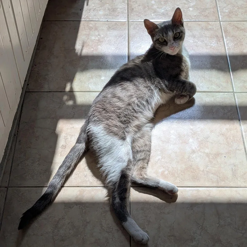 An adult medium-sized female Domestic Short Hair cat named Mitski for adoption in Brooklyn, NY