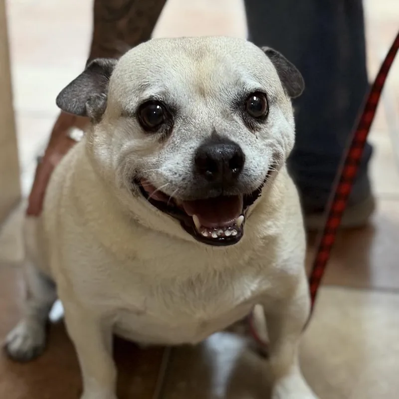 A senior medium-sized male White / Cream Pug dog named Marley for adoption in Midland, TX