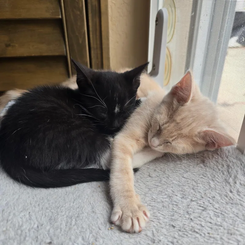 A baby medium-sized female Orange / Red Domestic Short Hair cat named Canela & Litzy for adoption in Miami, FL