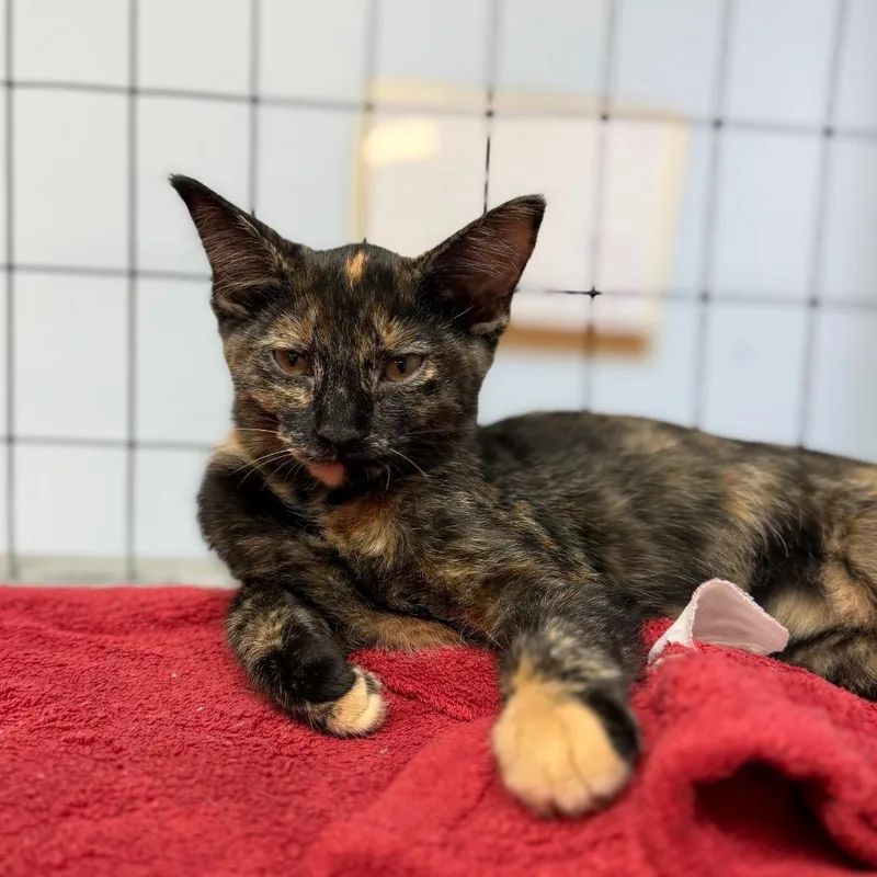 A baby small-sized female Domestic Short Hair cat named Annalise for adoption in Portage, MI