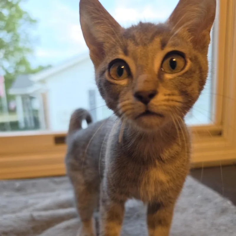 A baby small-sized male Domestic Short Hair cat named Sushi for adoption in Portage, MI
