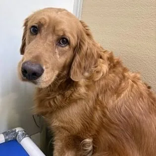 An adult large-sized female Red / Chestnut / Orange Golden Retriever dog named Ritzie for adoption in Phoenixville, PA